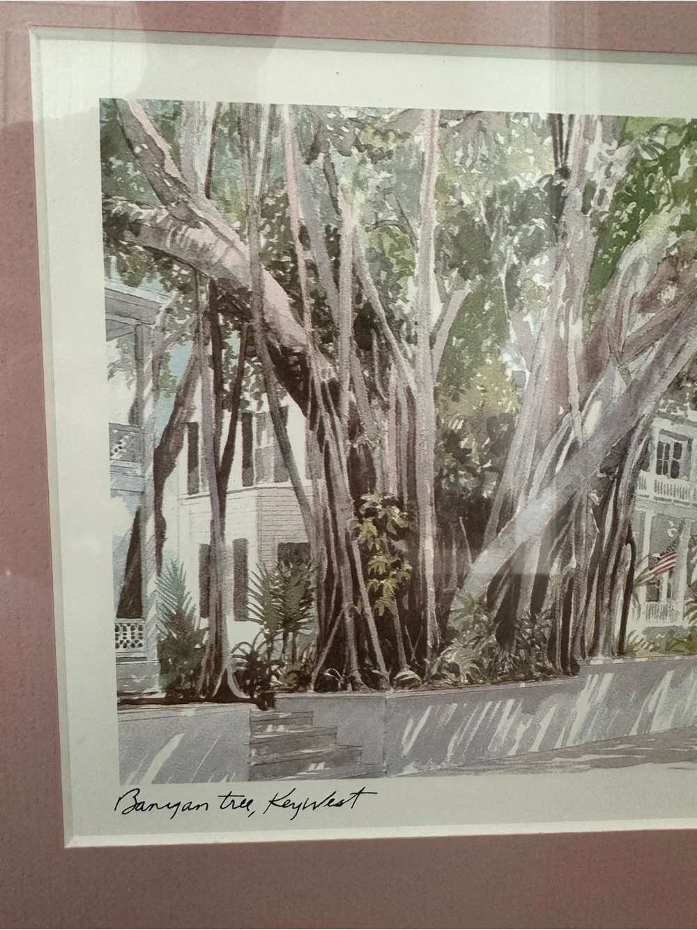Pink Framed Mat Botanical Wall Art Robert E. Kennedy Iconic Banyan Tree Key West